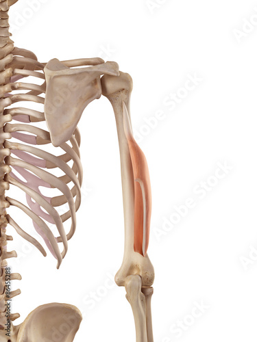 medical accurate illustration of the triceps lateral head