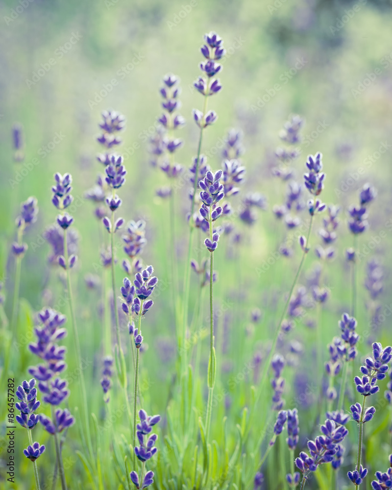 Obraz premium Beautiful Lavender Flower. Soft Focus. Retro stylized photo.