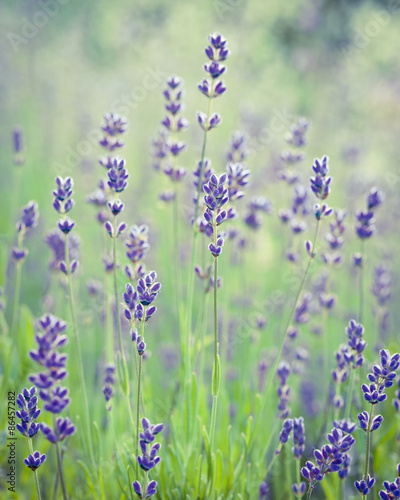 Beautiful Lavender Flower. Soft Focus. Retro stylized photo.