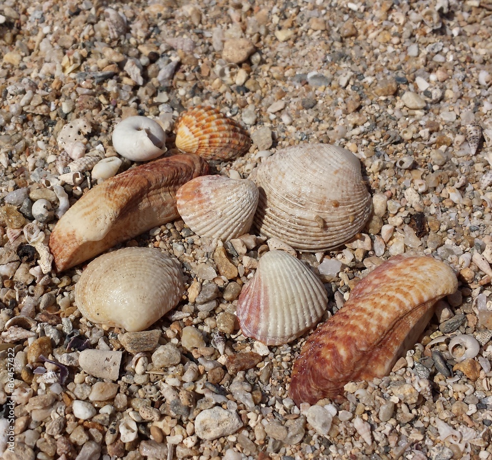 Shells on the stony sand