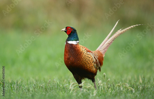 pheasant Fototapet