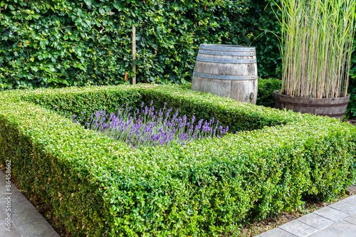 beautiful garden with evergreen boxwood plants photo