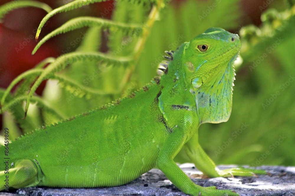 Fototapeta premium Green Adult lizard