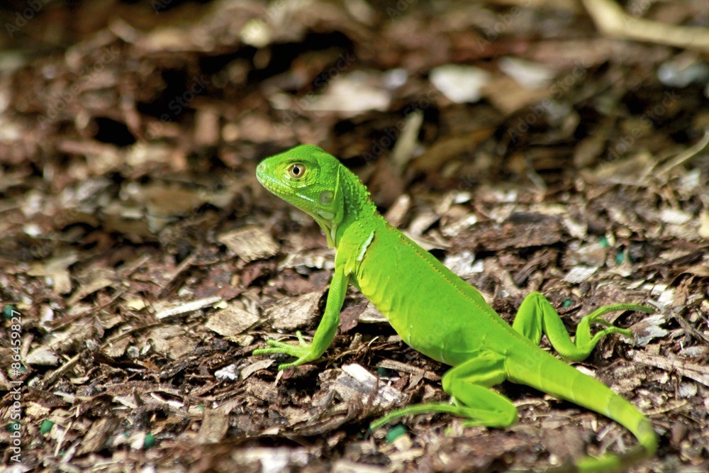 Small green lizard