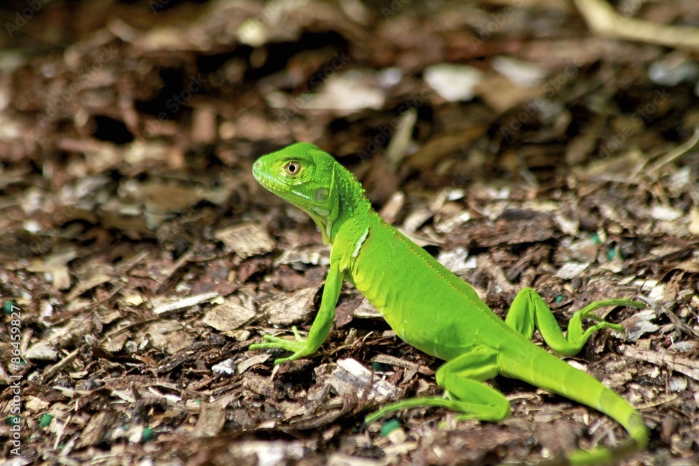 Small green lizard Small green lizard
