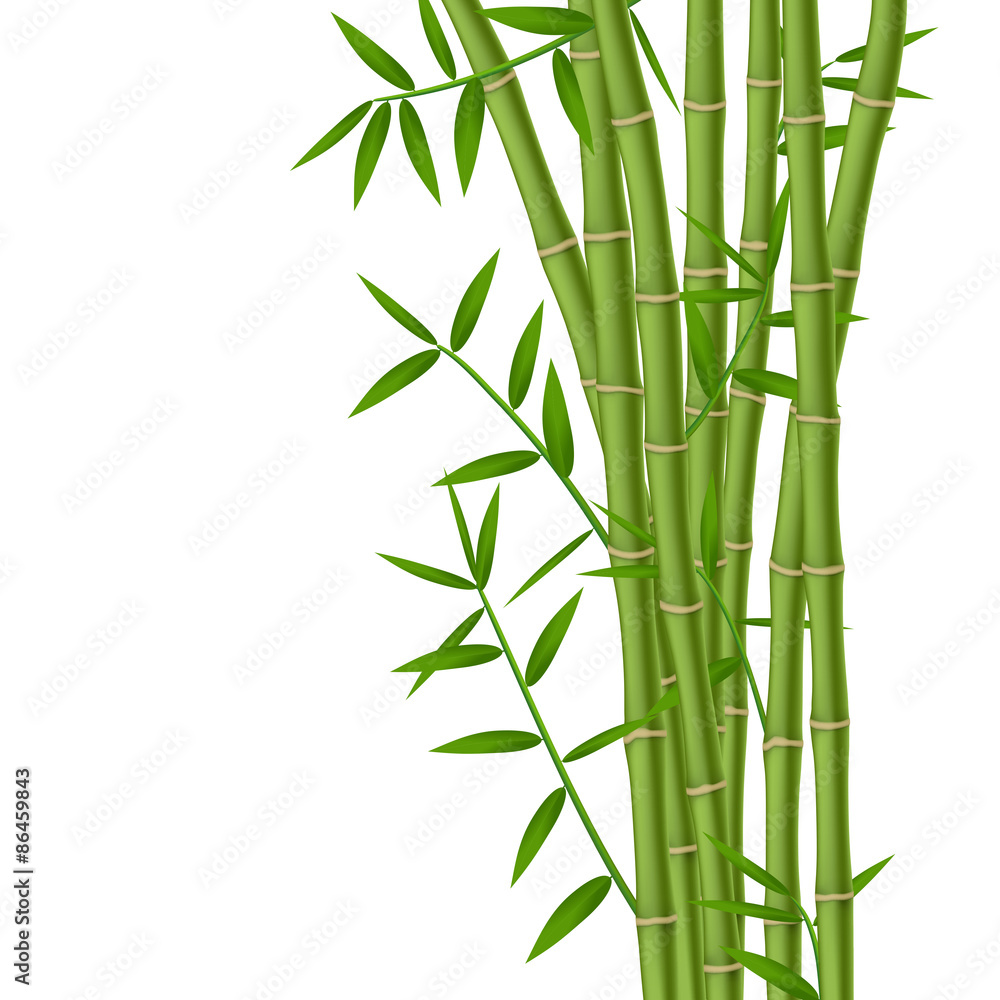 Naklejka premium Green bamboo stems with leaves isolated on white background