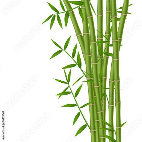 Green bamboo stems with leaves isolated on white background
