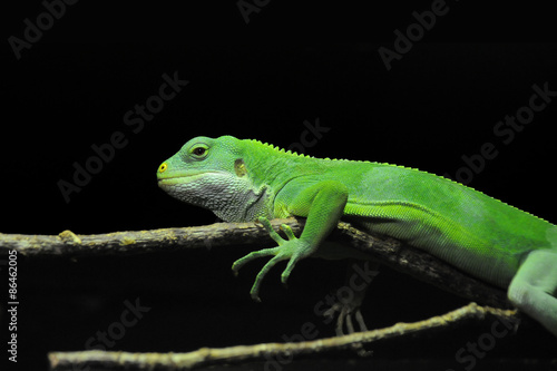 Green lizard on a branch against a black background