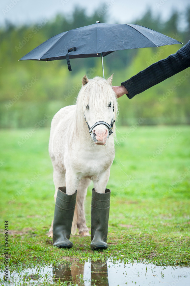 Fototapeta premium Mały kucyk szetlandzki ubrany w kalosze i stojący pod parasolem w deszczowy dzień
