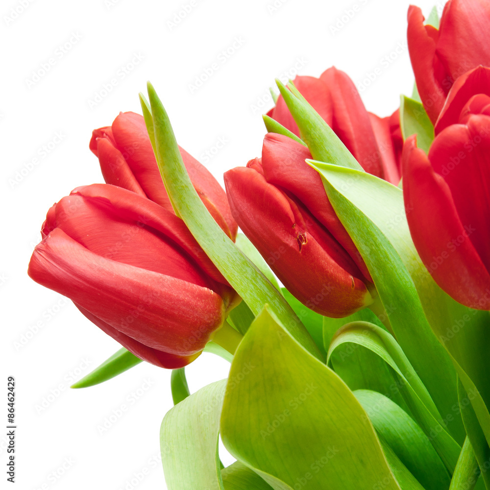 Naklejka premium tulips