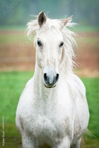 Portrait of beautiful white running horse