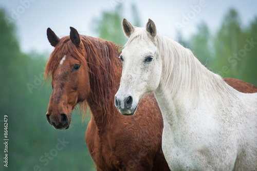 Portrait of two beautiful horses