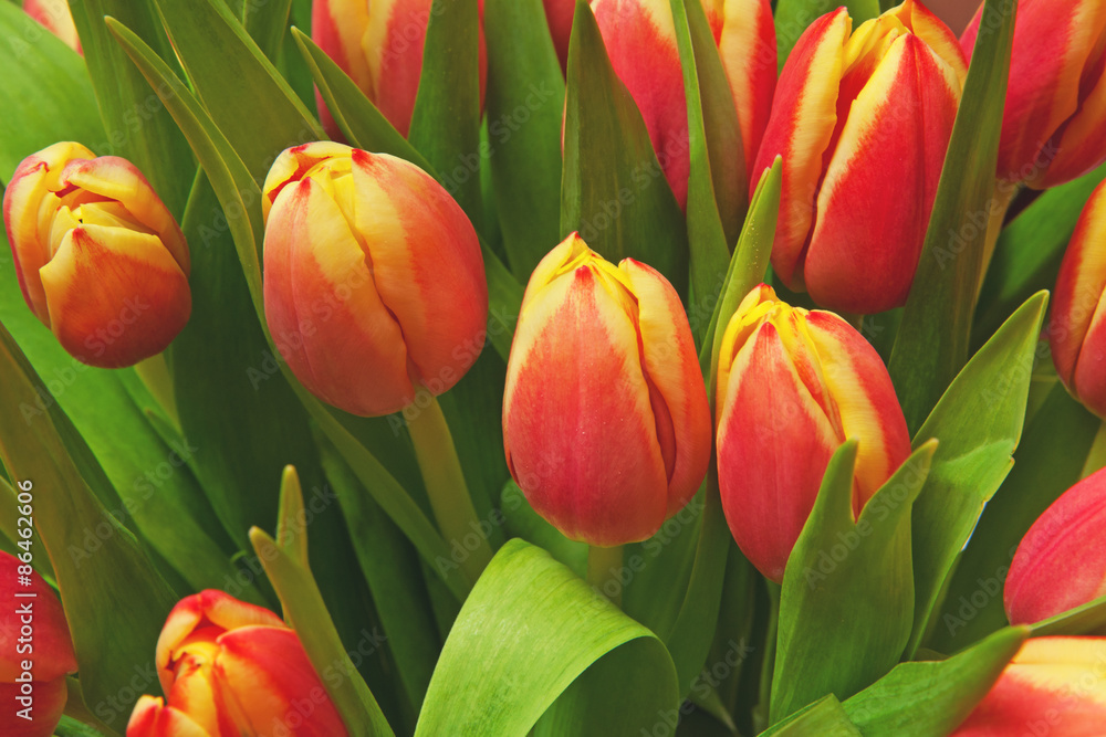 Fototapeta premium tulips