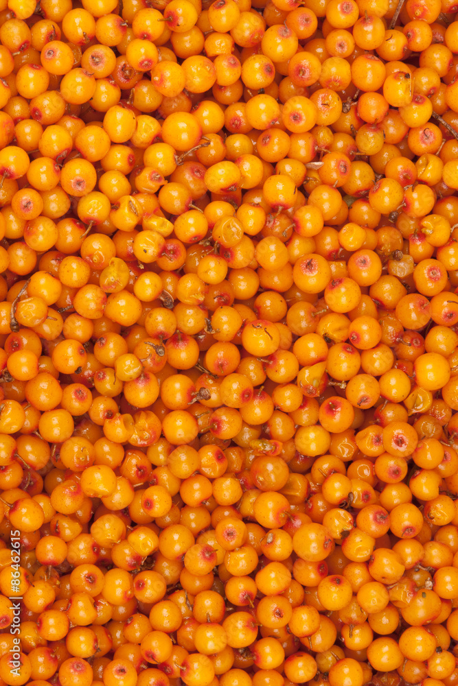 Fototapeta premium sea-buckthorn