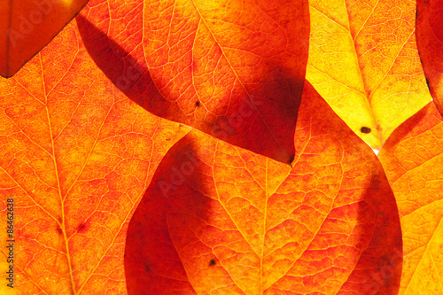 Wallpaper Mural yellow and red leaves Torontodigital.ca