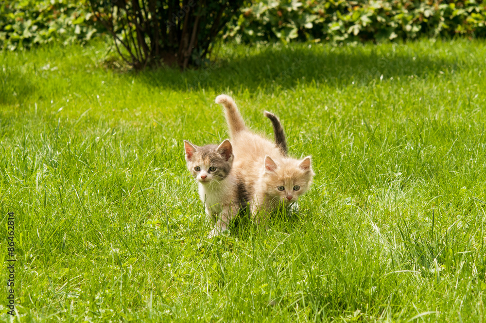 kitten in the grass kitten in the grass