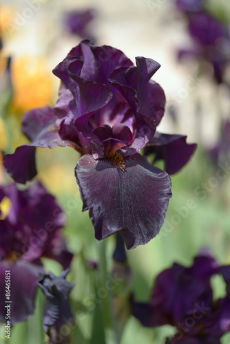 Fototapeta Naklejka Na Ścianę i Meble -  Iris flower