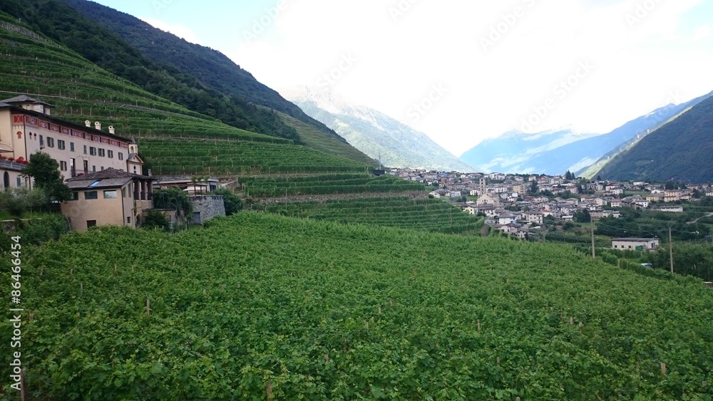 Fototapeta premium Vitigno valtellinese