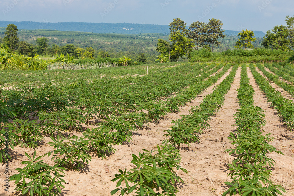 Cassava or manioc farmland agriculture plant field