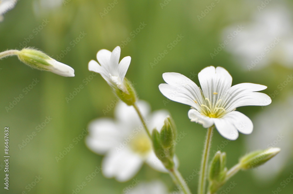 wildflowers wildflowers
