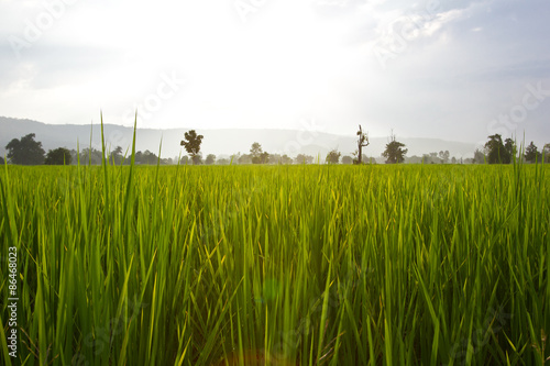 Green rice field close up