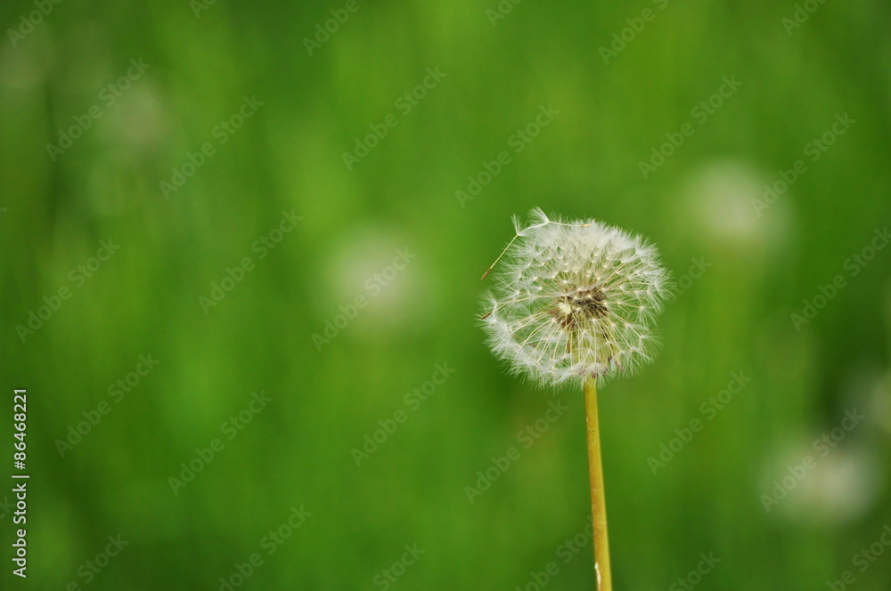 wildflowers