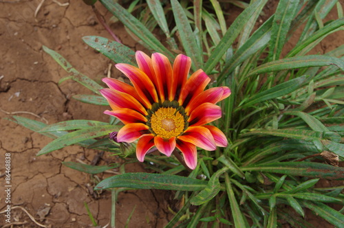 Orangefarbene Mittagsblume auf Madeira photo