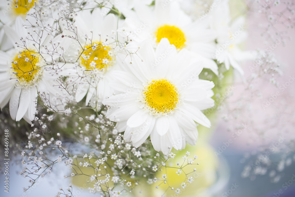 A white chamomile flowers