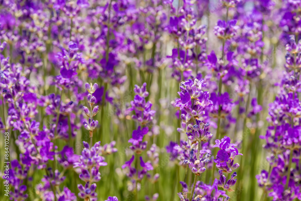 Meadow of lavender. Nature composition. Selective focus Meadow of lavender. Nature composition. Selective focus