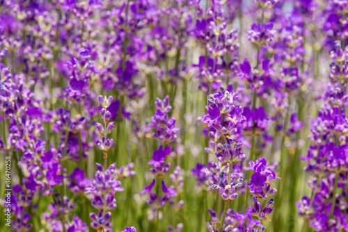 Meadow of lavender. Nature composition. Selective focus