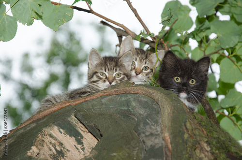 Photography Three young wild cats