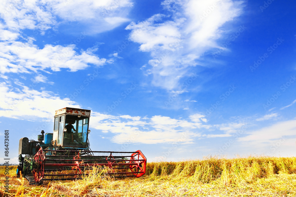 Obraz premium Ripe rice harvesting