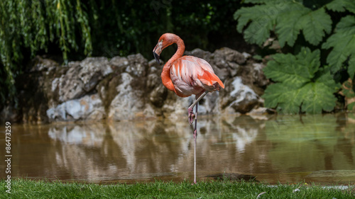 Flamingo