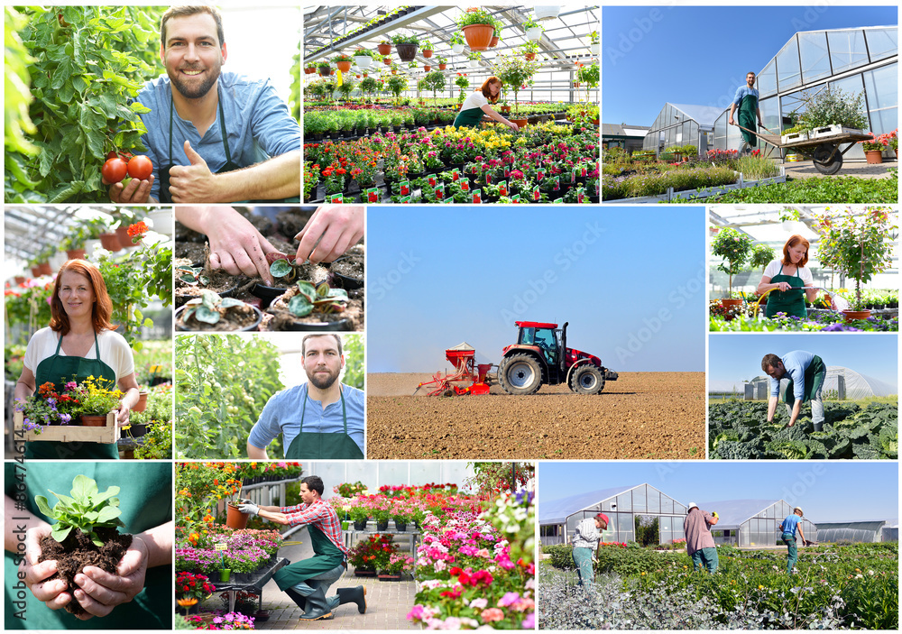 Collage Landwirtschaft und gärtnerei, Anbau und Produktion von Gemüse