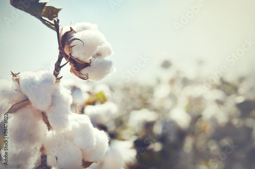 Cotton bud crop - landscape with copy space photo
