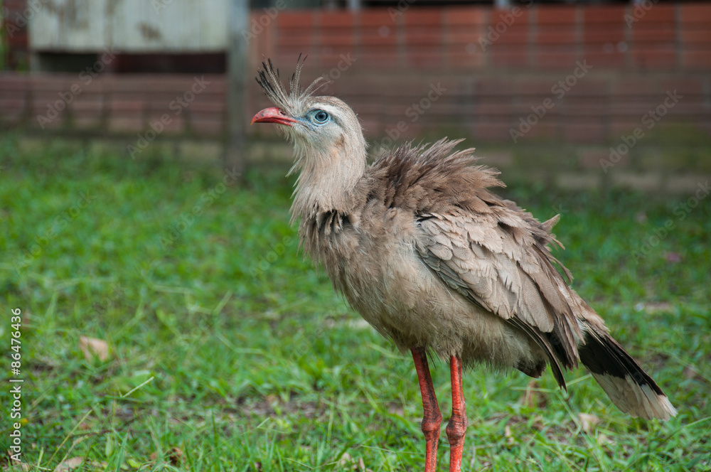 Fototapeta premium Red-legged Seriema in Pantanal, Bonito, Brazil