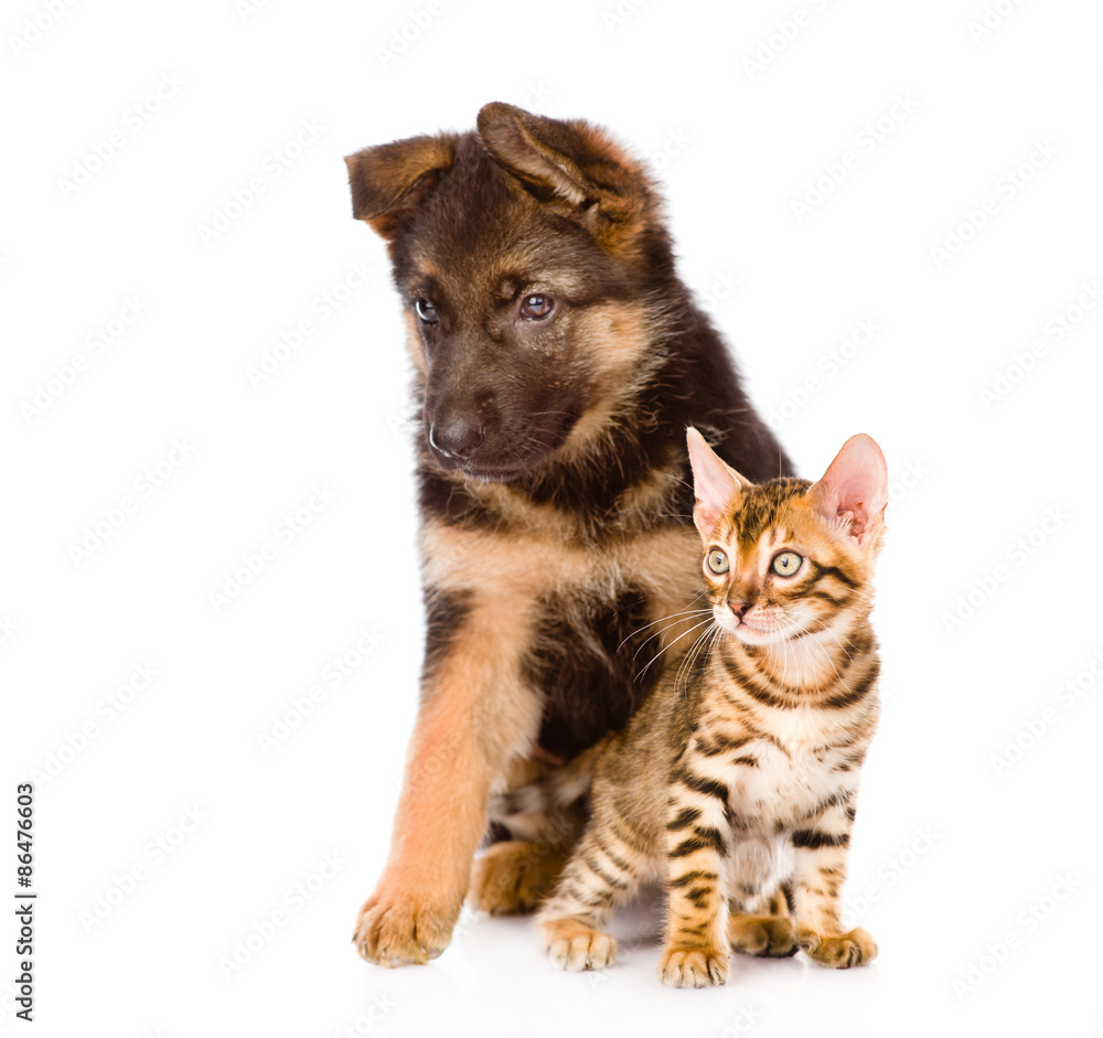 Fototapeta premium german shepherd puppy and bengal kitten looking away. isolated o