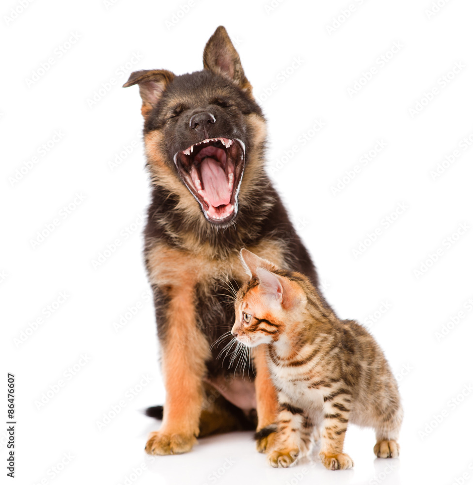 yawning german shepherd puppy and bengal cat together. isolated yawning german shepherd puppy and bengal cat together. isolated