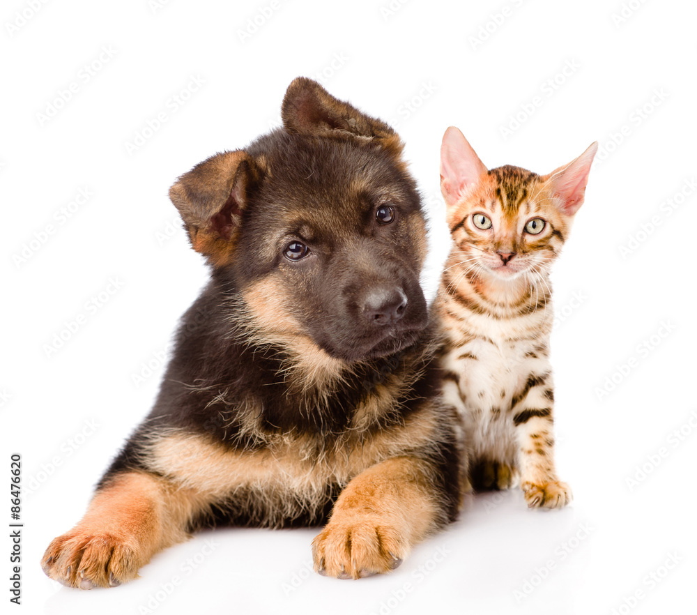 Fototapeta premium bengal cat and german shepherd puppy dog looking at camera. isol