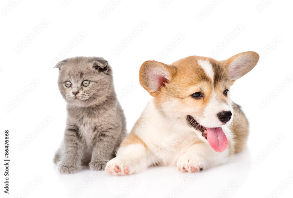 kitten and puppy lying in front. isolated on white background