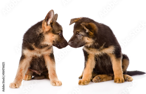 two kissing puppy. isolated on white background