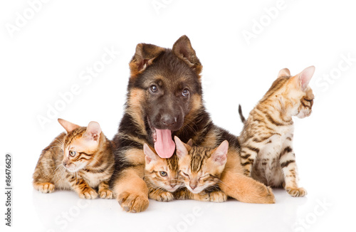 german shepherd puppy lying with bengal kittens. isolated on whi