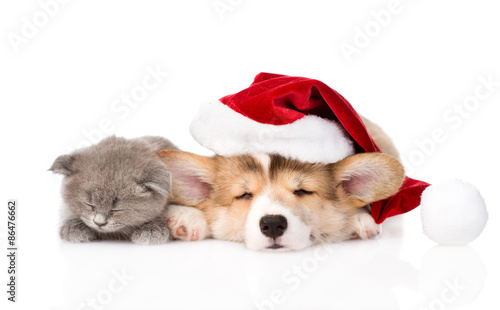 sleeping kitten and Pembroke Welsh Corgi puppy with santa hat. i