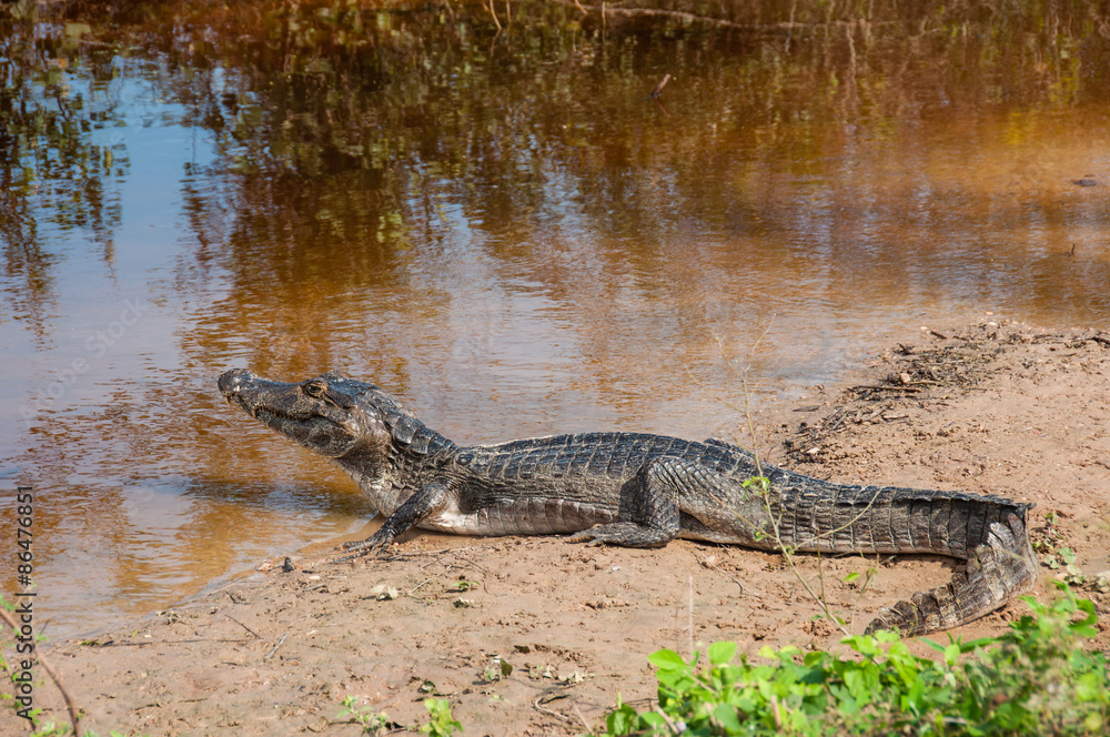 Obraz premium Caimans, in the South Pantanal of Brazil