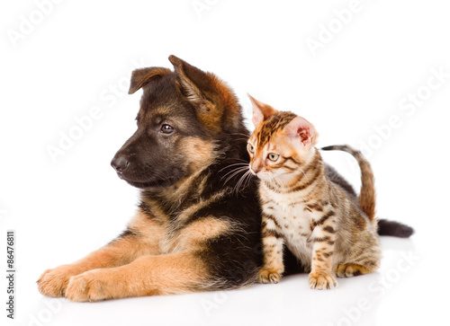 german shepherd puppy and bengal kitten in profile. isolated on