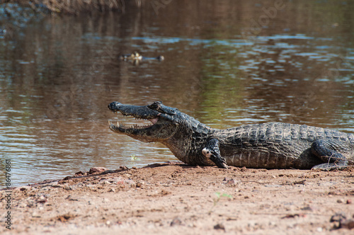 Caimans  in the South Pantanal of Brazil