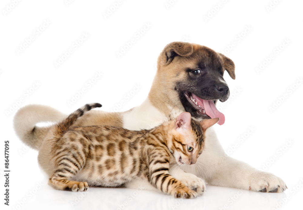 Japanese Akita inu puppy dog playing with young bengal cat. isol Japanese Akita inu puppy dog playing with young bengal cat. isol