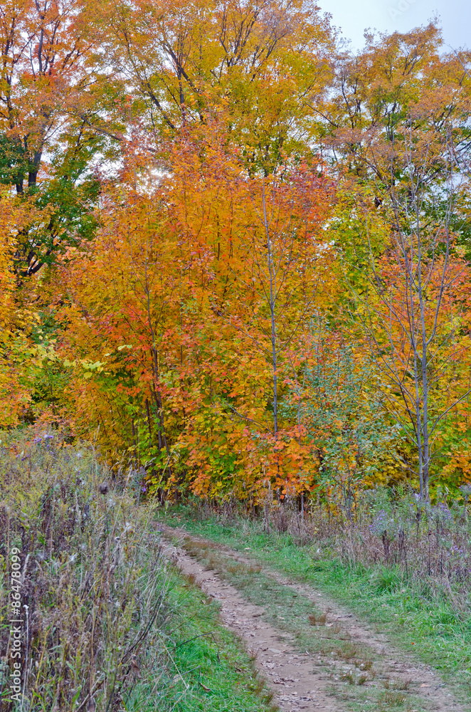 Fototapeta premium Fall's colorful trees