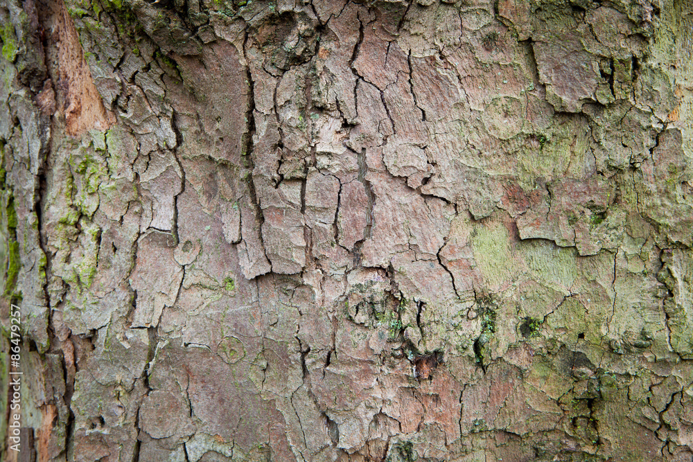 Wood and Moss Crust tree background abstract.. Wood and Moss Crust tree background abstract..