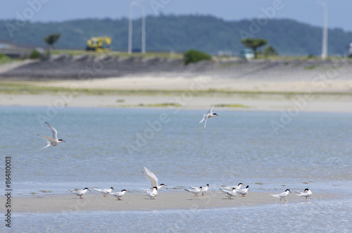 沖縄県　うるま市の海岸にいたアジサシ © kurobuta_m